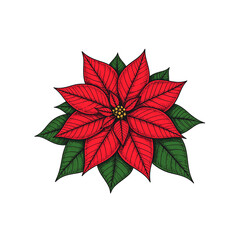red Christmas poinsettia flowers with green leaves are isolated on white, symbolizing the holiday season's celebration and nature's festive bloom