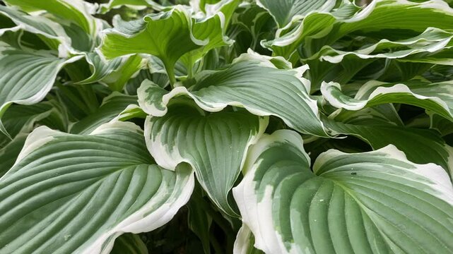 Large green hosta leaves with white edges in a lush garden setting  