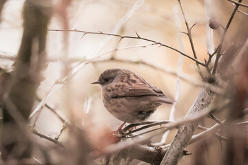Round Dunnock (Prunella modularis) pesserine bird in grey color is standing between a lot of branches with light background, North Rhine-Westphalia, Germany