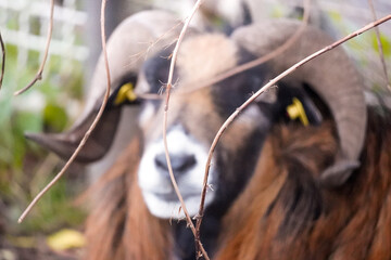 Close up of Brown Cameroon sheep goat (Ovis aries)  with big horns out of focus and twigs in front,...