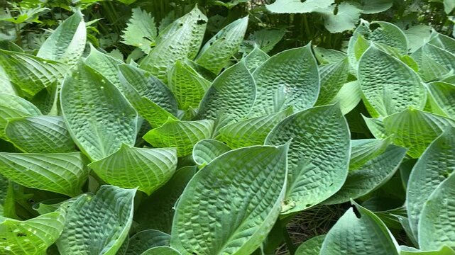 Lush green hosta leaves with raindrops in a garden setting  