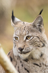 lynx, portrait, wild cat, ears, eyes, vertical, high quality, eurasian, lynx lynx