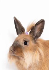 Red bunny rabbit portrait with pony tail looking at camera on white background girl play with funny bunny