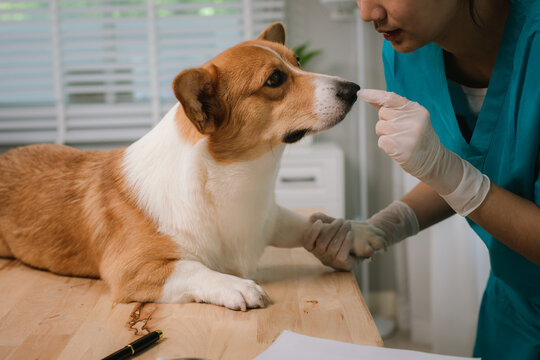 A female veterinarian gently examines a dog in a clinic, demonstrating her care, trust, and professionalism in pet health care at home.