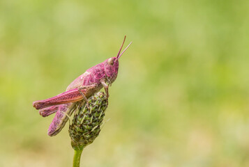 magenta grasshopper, erythrism, coloration, insect, isolated, macro, hihq quality, red, pink, orthoptera, chorthippus,