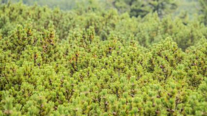 Pinus mugo, dwarf mountain pine, mountain pine, scrub mountain pine, Swiss mountain pine, bog pine, creeping pine, mugo pine