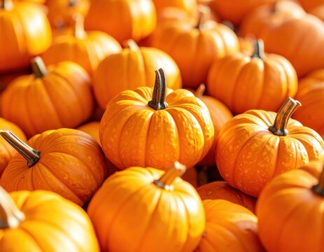 Vibrant orange pumpkins in abundance at harvest time