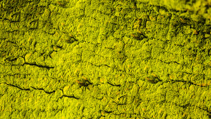 tree bark, green, overgrown, lichen, moss, structure, texture, background, wallpaper, natural, forest, tree, pattern