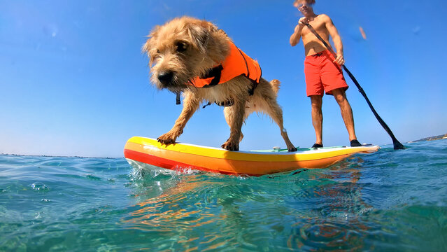 A man and his furry companion, a dog wearing an orange life jacket, paddleboard together on a serene, clear blue ocean. The shot is a close-up, highlighting their joyful bond and active lifestyle.
