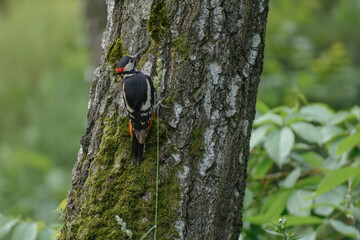 woodpecker on a tree