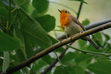 Fototapeta premium robin in the garden