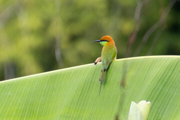 Asian green bee-eater (Merops orientalis)