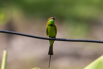 Asian green bee-eater (Merops orientalis)