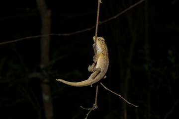 Forest Garden Lizard (Calotes emma)