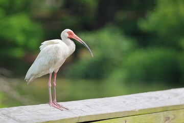 White ibis on a wooden railing.