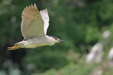 Black-crowned Night Heron in Flight