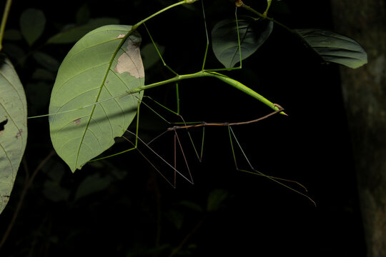Two Stick Insects (Phasmatodea) mating while hanging from branch in tropical forest environment