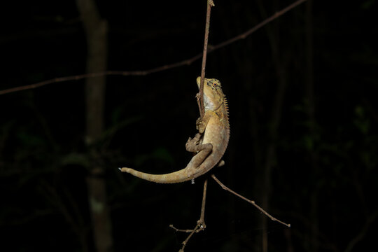 Forest Garden Lizard (Calotes emma) hangin from branch in forest