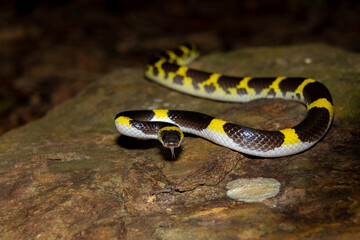 Laotian wolf snake (Lycodon laoensis)