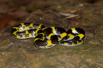Laotian wolf snake (Lycodon laoensis)