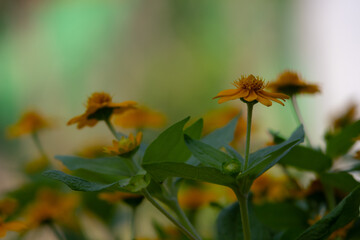 bright yellow Dahlberg Daisy (Thymophylla tenuiloba), also known as Golden Fleece or Pricklyleaf.
