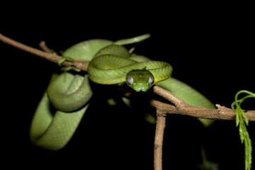 Green cat snake (Boiga cyanea)