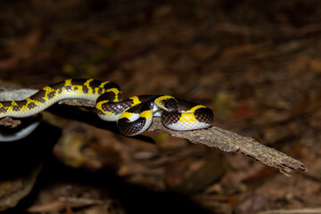 Laotian wolf snake (Lycodon laoensis)