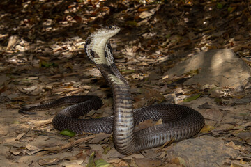 Monocled Cobra  (Naja kaouthia)

