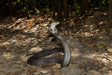 Monocled Cobra  (Naja kaouthia)
