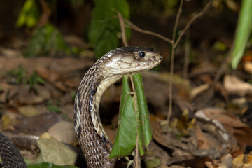 Fototapeta premium Monocled Cobra (Naja kaouthia) 