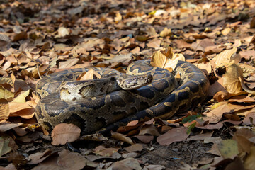 Burmese Python Python Bivittatus