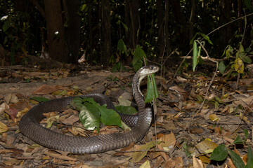Monocled Cobra  (Naja kaouthia)
