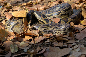 Burmese Python Python Bivittatus