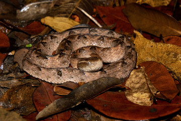 Fototapeta premium Malayan pit viper (Calloselasma rhodostoma)