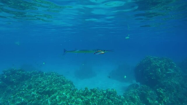 A pair of Blue Diesel Cleaner Wrasse clean the gills of a Full Beak or Red Sea Houndfish at a cleaning station above a coral reef below the surface of turquoise water in calm weather.