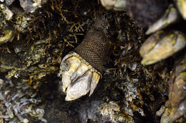 カメノテ　海辺の生物　干潮時