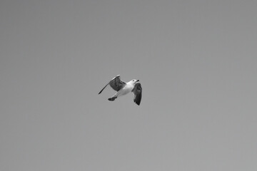 birds in flight