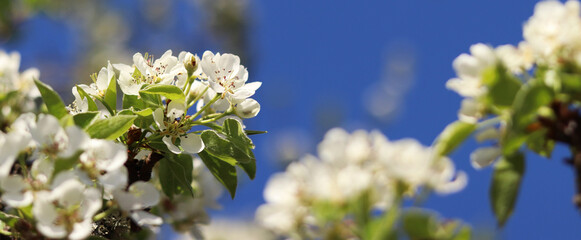 Pear blossom. Tree blooming with white flowers against blue sky. Spring. White flowers on pear. Nature background. Fruit tree blossom. White flowers. Branch of blossoming pear. Spring background