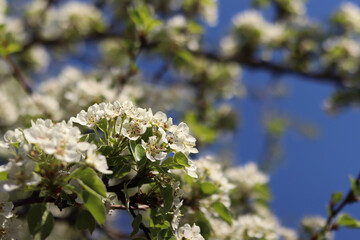 Pear blossom. Tree blooming with white flowers against blue sky. Spring. White flowers on pear. Nature background. Fruit tree blossom. White flowers. Branch of blossoming pear. Spring background