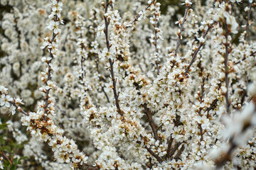 Fototapeta premium Close up of flowers on a tree