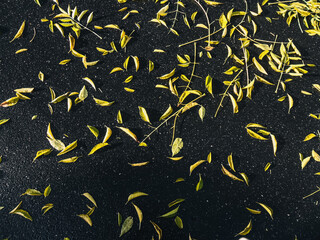 Leaves on the asphalt