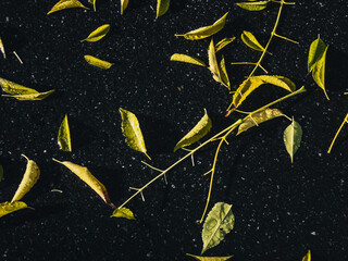 Leaves on the asphalt