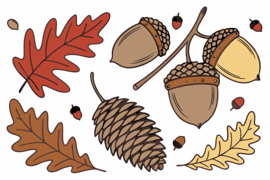 Autumnal collection of acorns pine cone and oak leaves