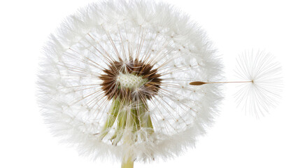 Close-Up of a Dandelion Seed Head with Fluffy White Seeds on a Simple White Background