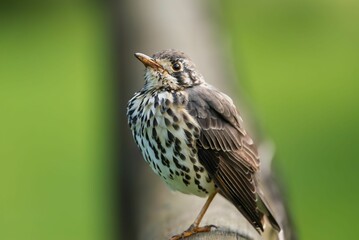 Song thrush perched on a branch.