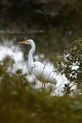 Graceful Egret by Serene Water