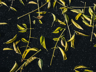 Leaves on the asphalt