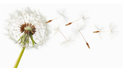 Dandelion Seed Head with Wispy Seeds Floating Against a White Background