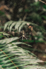 Impresionante araña del bosque de Tailandia