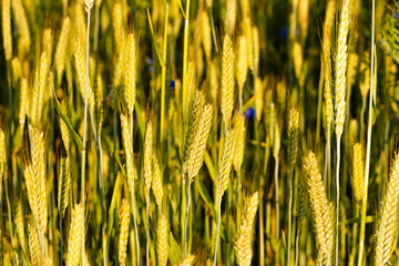 Close-up of golden wheat ears in a sunlit field. Yellow spikes on a green blurred background....